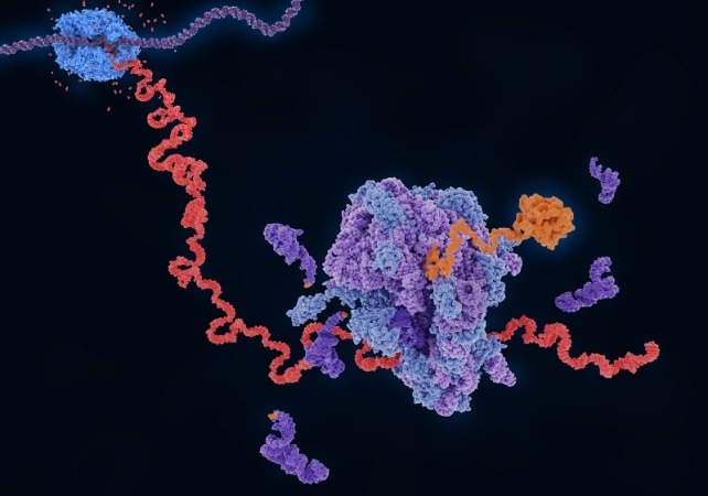 ribosome body