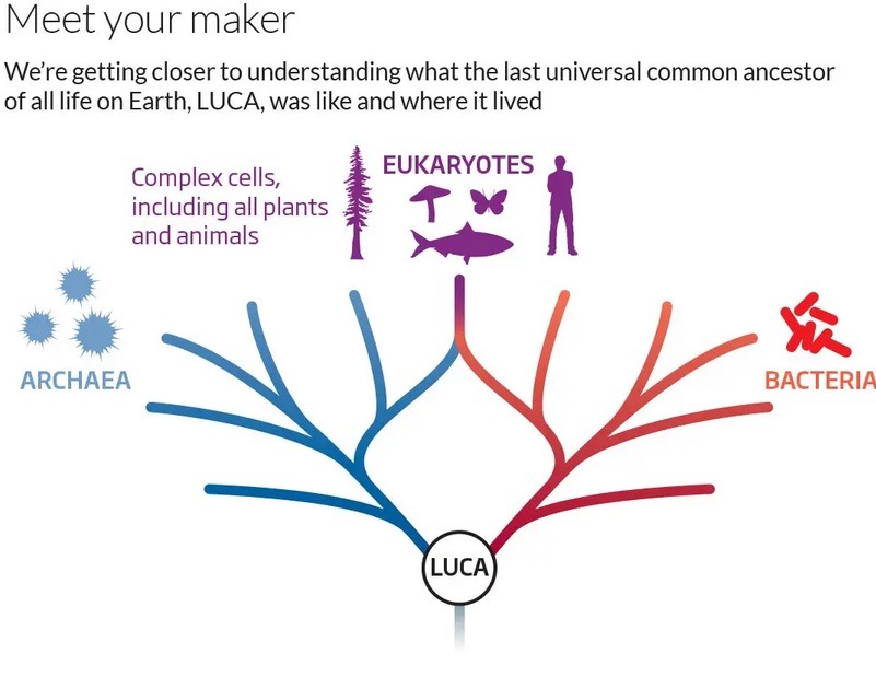 LUCA LUCA