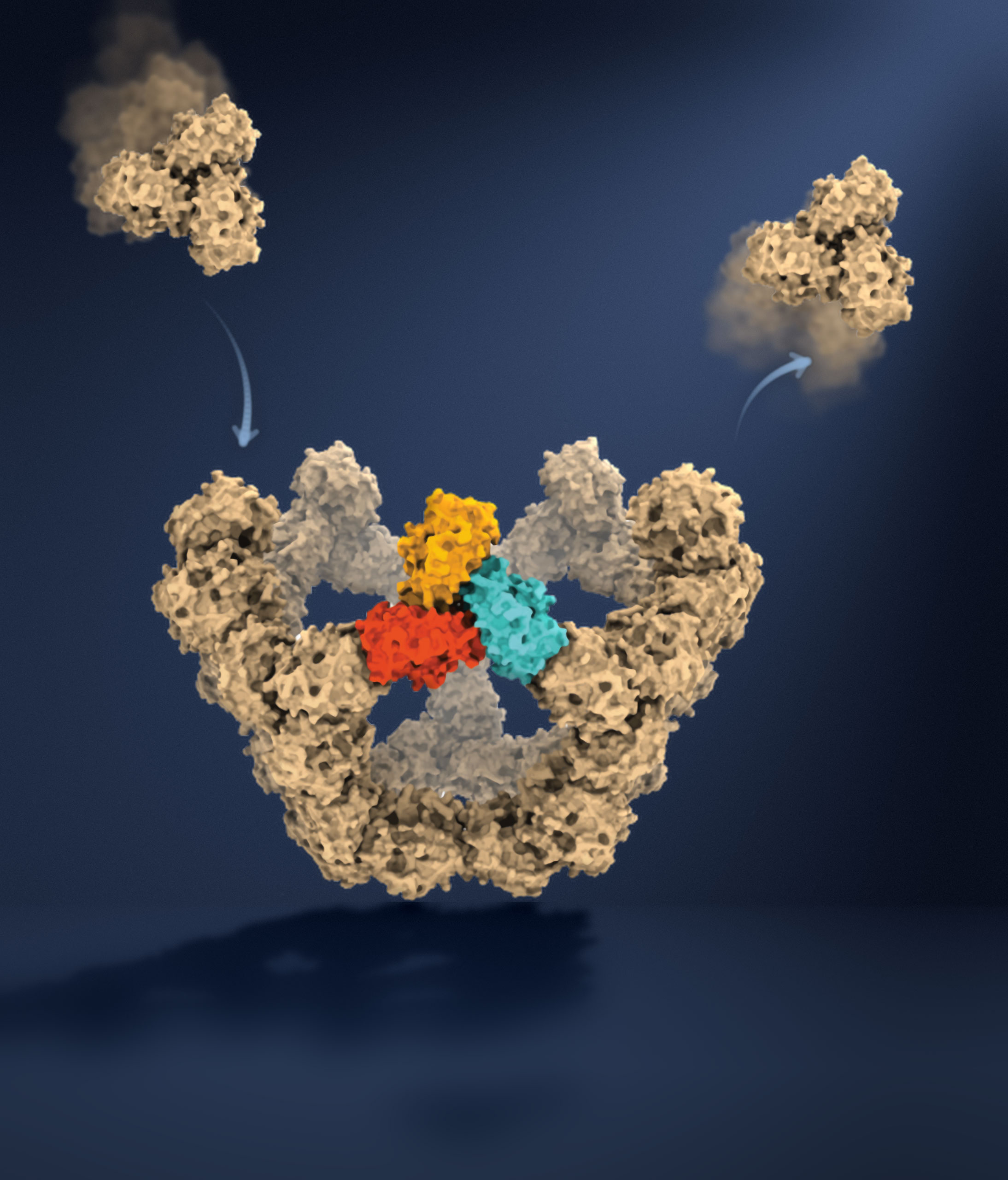 Illustration of Virus Like Particle Self Assembly