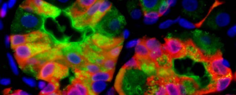 Cells vomiting