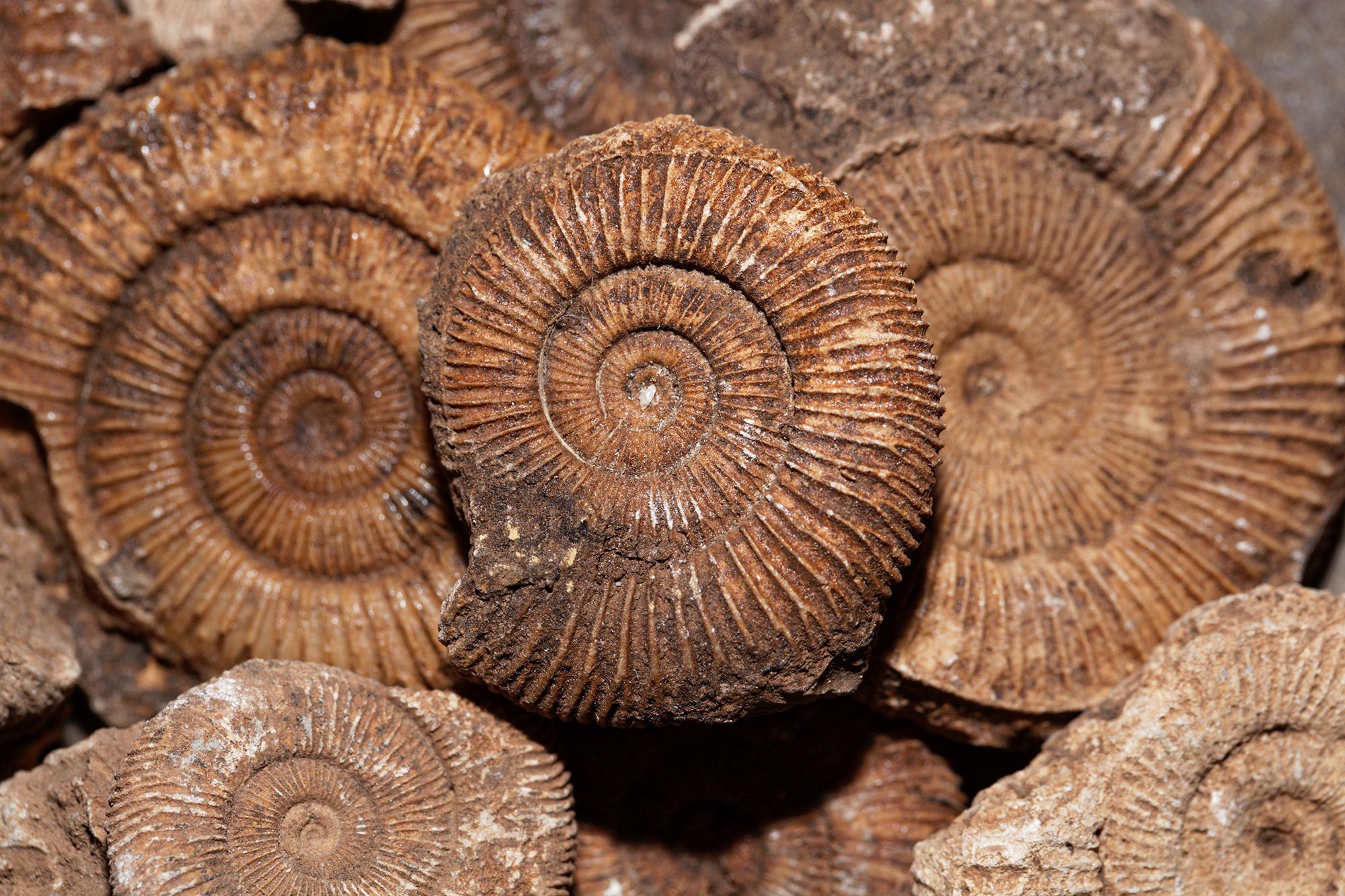 Dactylioceras athleticum Ammonites
