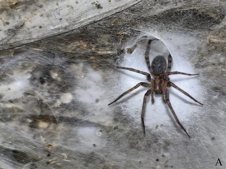 spider on web